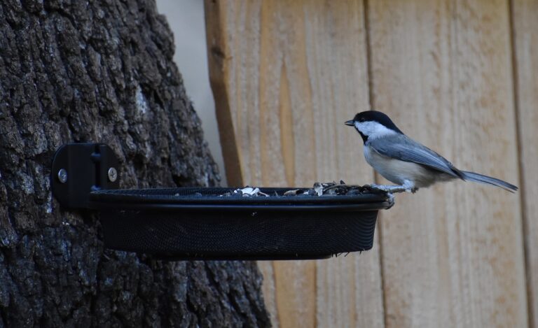 chickadee, bird, animal-8334969.jpg