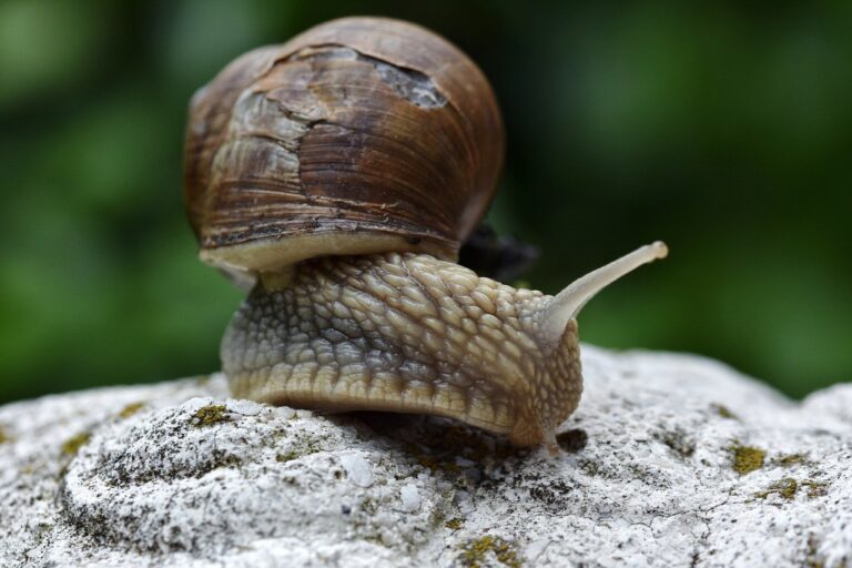 snail, mollusk, wildlife-8346515.jpg